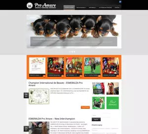 Pro Amare - Yorki, Yorkshire terrier, Yorkshire Teriery
