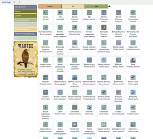 Ptaki. info - katalog ptaków opisy ptaków
